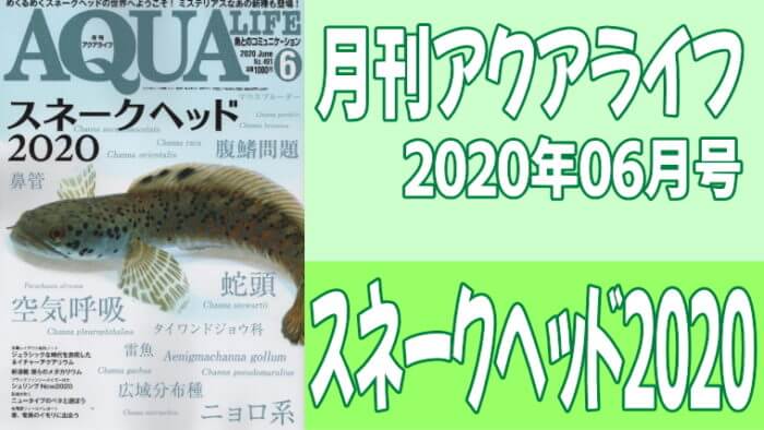 月刊アクアライフ2020年06月号「スネークヘッド2020」