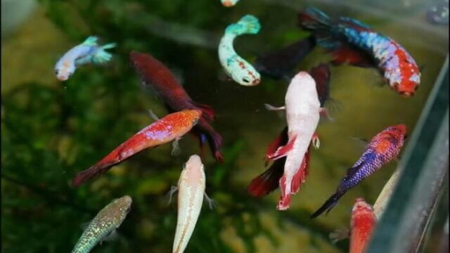 出典:ベタ・ドラマチック