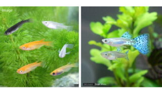 チャーム メダカ グッピー