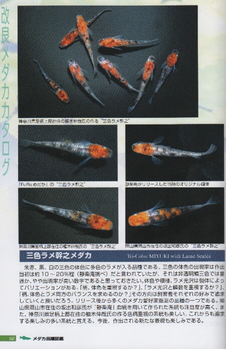 出典:メダカ品種図鑑Ⅱ