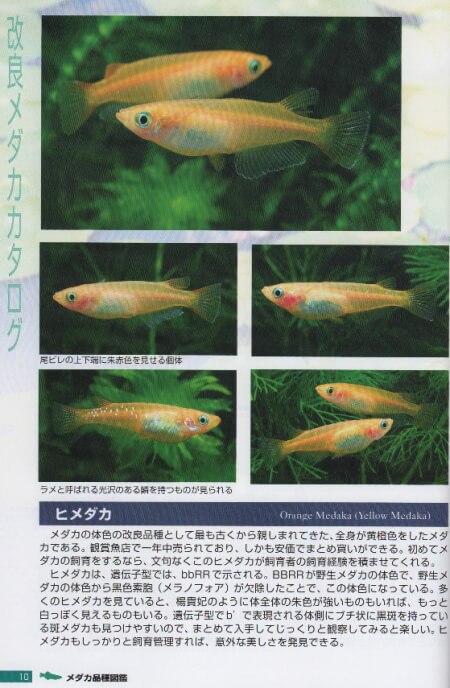 出典:メダカ品種図鑑Ⅱ