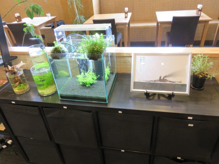 メダカフェ侘寂