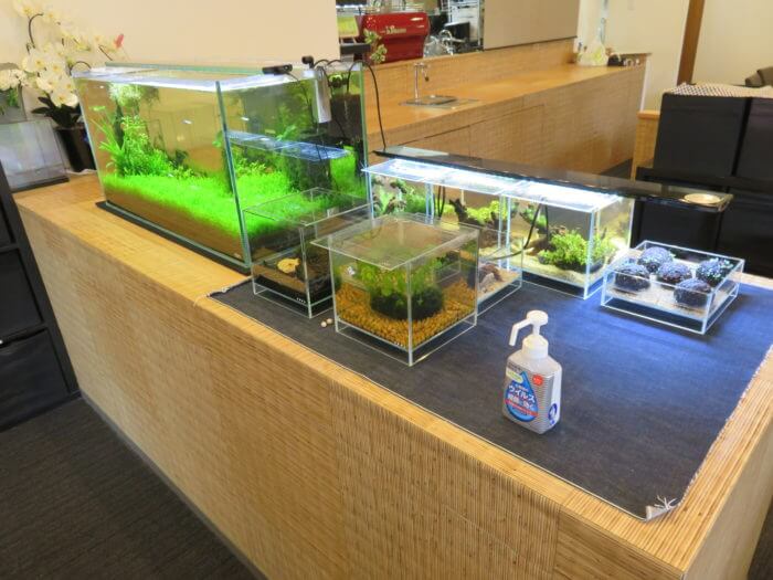 メダカフェ侘寂