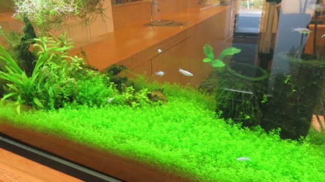 メダカフェ侘寂