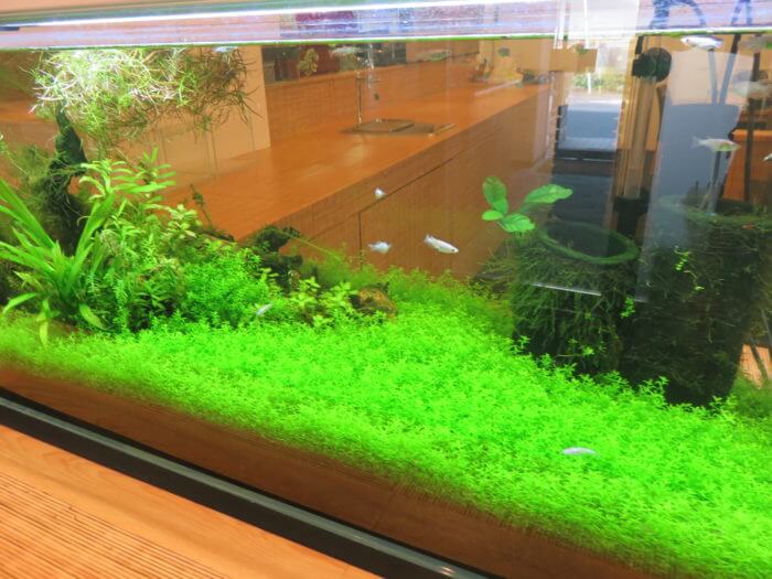 メダカフェ侘寂