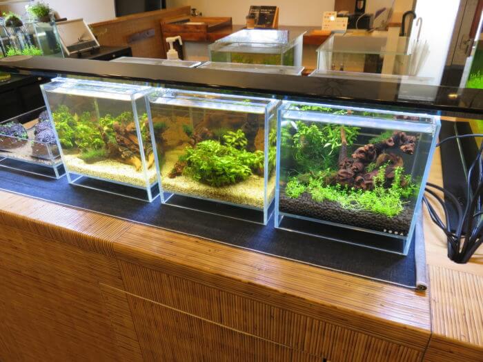 メダカフェ侘寂