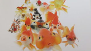 踊る金魚展 2020