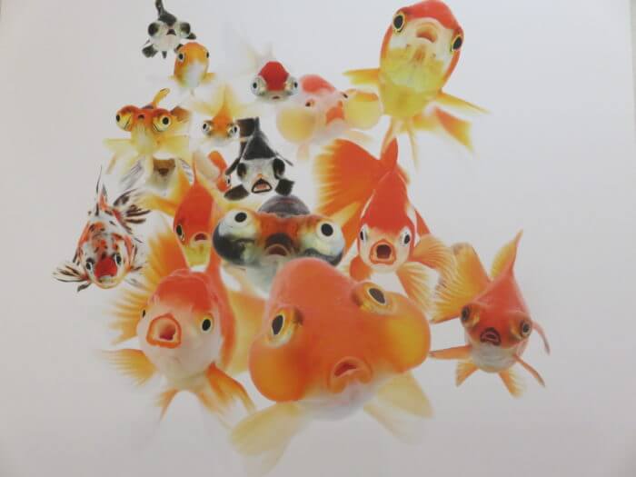 踊る金魚展 2020