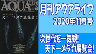 月刊アクアライフ2020年11月号「天下一メダカ展覧会！」