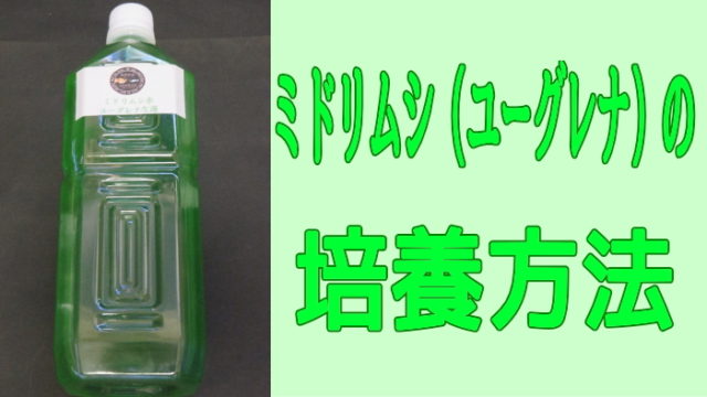 ミドリムシ(ユーグレナ)の培養方法