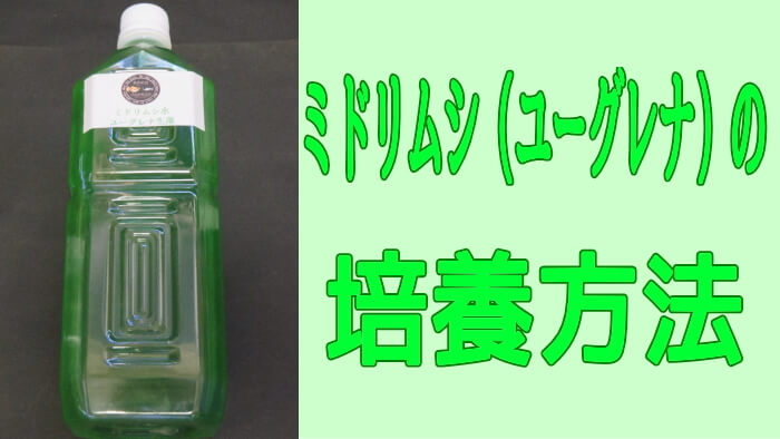 ミドリムシ（ユーグレナ）の培養方法