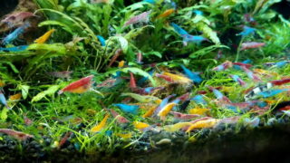 モアアクアガーデン