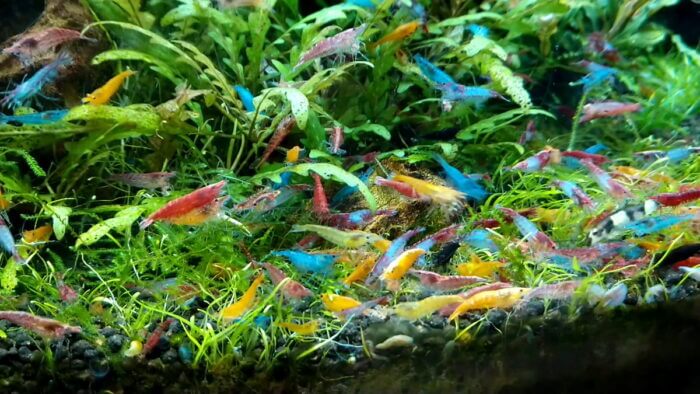 モアアクアガーデン