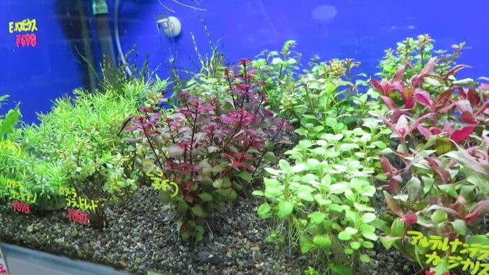 モアアクアガーデン