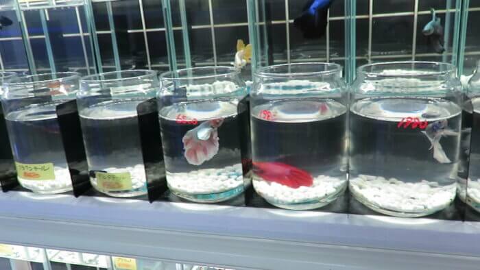 モアアクアガーデン