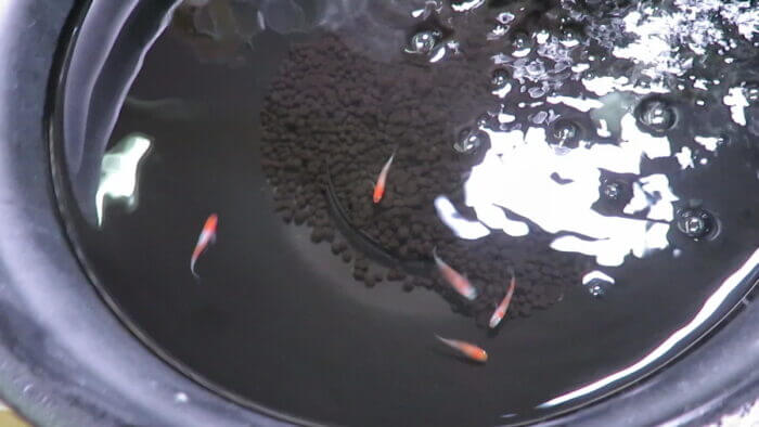 モアアクアガーデン