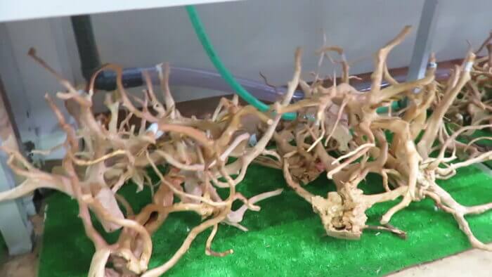 モアアクアガーデン