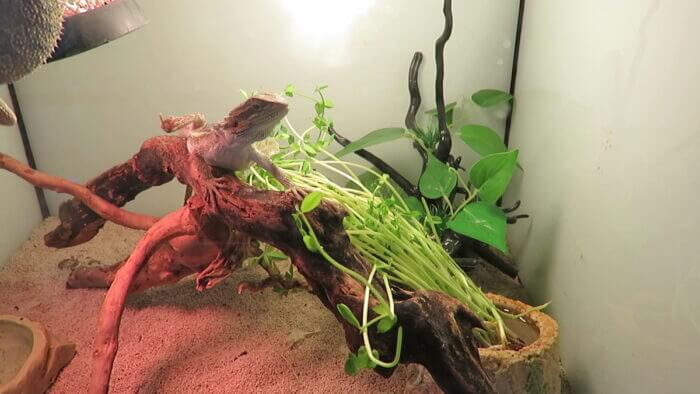 モアアクアガーデン