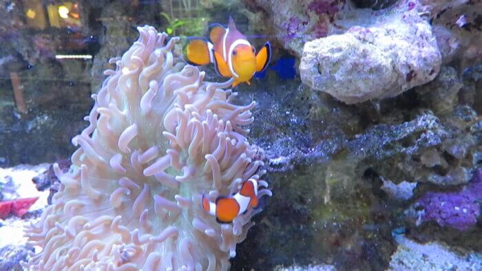 モアアクアガーデン