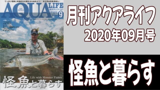 月刊アクアライフ2020年09月号「怪魚と暮らす」