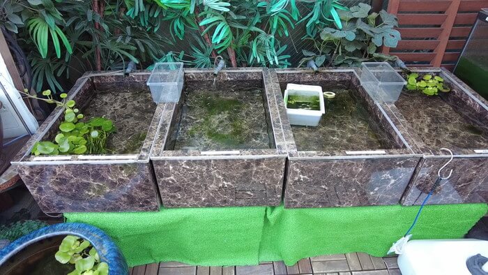 堀切めだか1号店