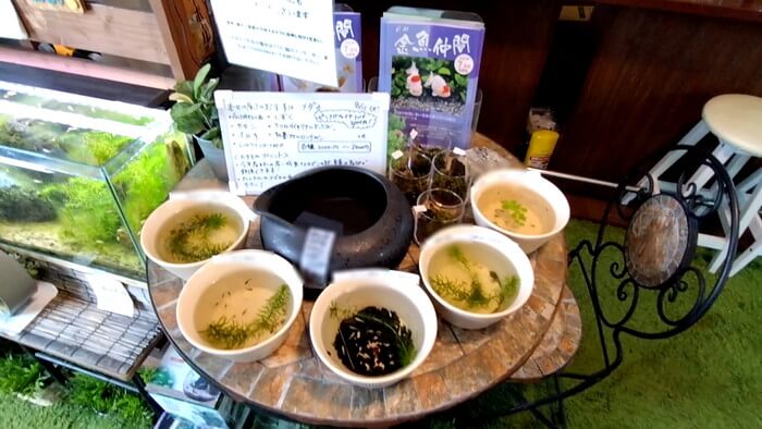 堀切めだか1号店