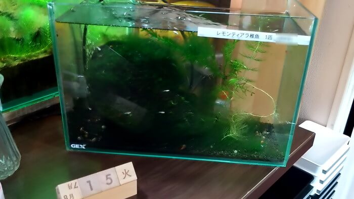 堀切めだか1号店