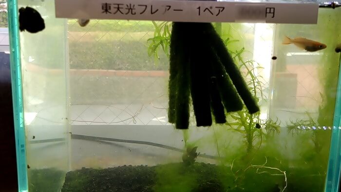 堀切めだか1号店