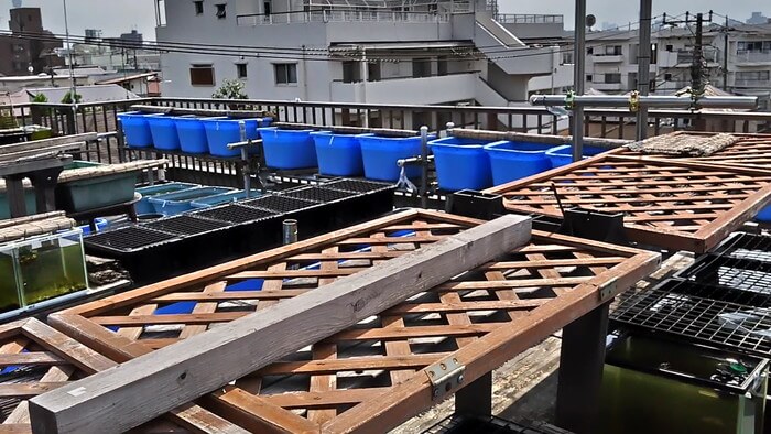 堀切めだか1号店