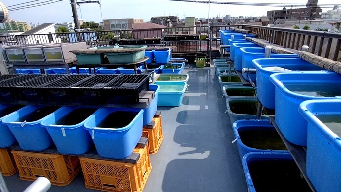 堀切めだか1号店