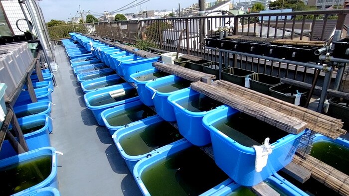 堀切めだか1号店