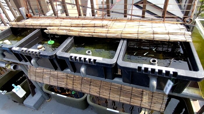 堀切めだか1号店