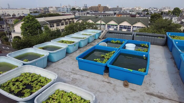 堀切めだか1号店