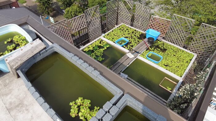 堀切めだか1号店