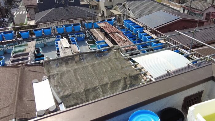 堀切めだか1号店