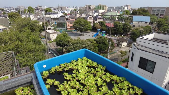 堀切めだか1号店