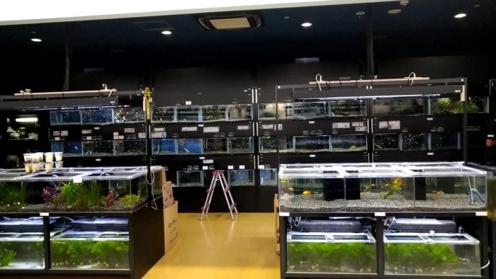 よこはま金魚久里浜店