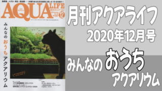 月刊アクアライフ2020年12月号「みんなのおうちアクアリウム」