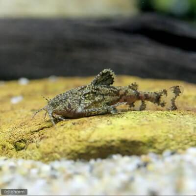 ハラ・ジェルドニー