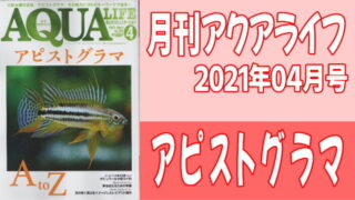 月刊アクアライフ2021年04月号 アピストグラマ