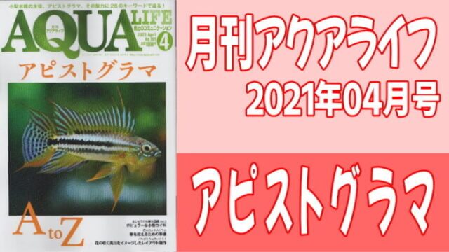 月刊アクアライフ2021年04月号 アピストグラマ