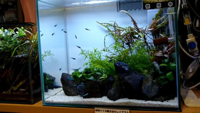 アクアフォレスト ソラマチ店