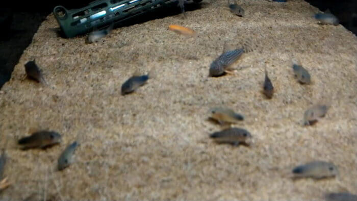 アクアフォレスト ソラマチ店