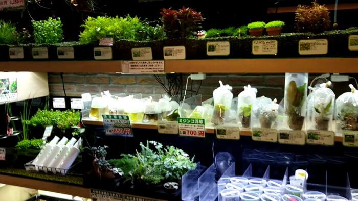 アクアフォレスト ソラマチ店