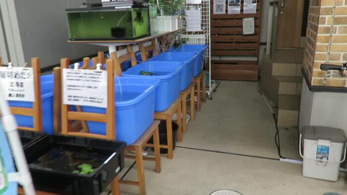 堀切めだか2号店