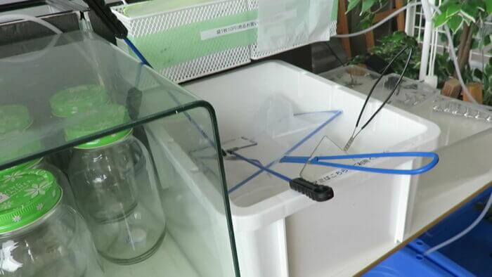 堀切めだか2号店