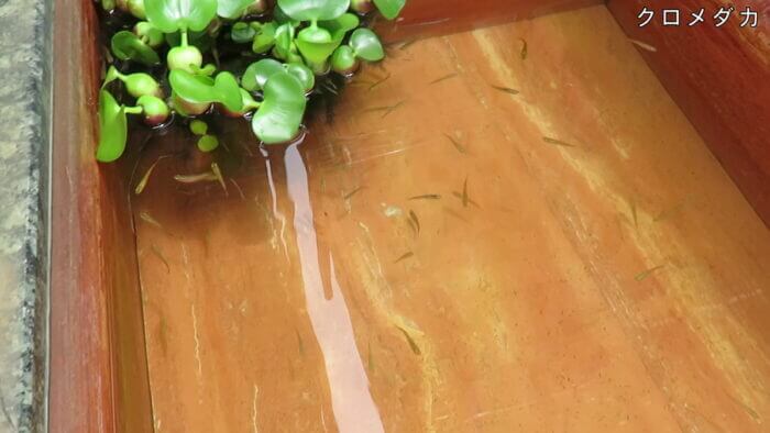 堀切めだか2号店