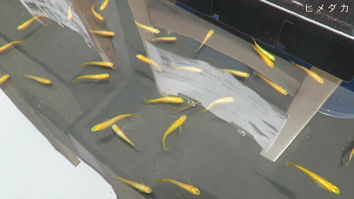 堀切めだか2号店