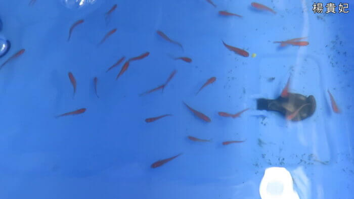 堀切めだか2号店