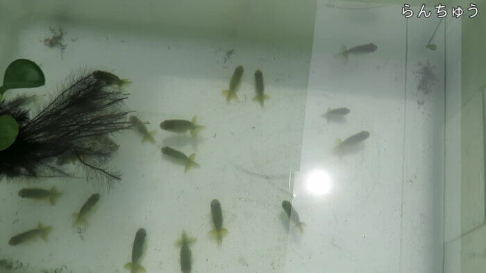 堀切めだか2号店